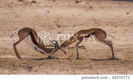 Springbok in Kgalagadi transfrontier park, South Africa 88856371