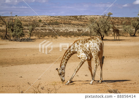Giraffe in Kgalagadi transfrontier park, South Africa Giraffe in Kgalagadi transfrontier park, South Africa 88856414