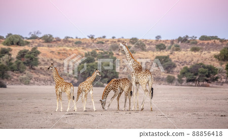 Giraffe in Kgalagadi transfrontier park, South Africa 88856418