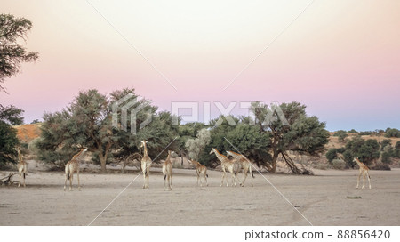 Giraffe in Kgalagadi transfrontier park, South Africa Giraffe in Kgalagadi transfrontier park, South Africa 88856420
