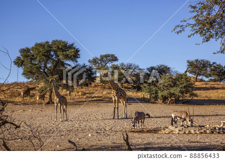 Giraffes and South African Oryx in Kgalagadi transfrontier park, South Africa 88856433