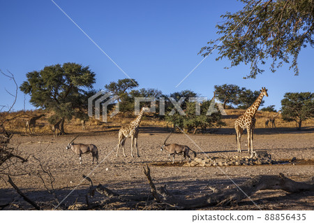 Giraffes and South African Oryx in Kgalagadi transfrontier park, South Africa Giraffes and South African Oryx in Kgalagadi transfrontier park, South Africa 88856435