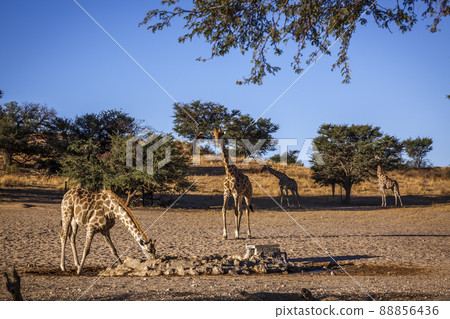 Giraffes in Kgalagadi transfrontier park, South Africa 88856436