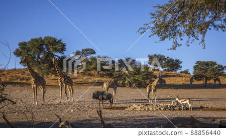 Giraffes in Kgalagadi transfrontier park, South Africa Giraffes in Kgalagadi transfrontier park, South Africa 88856440