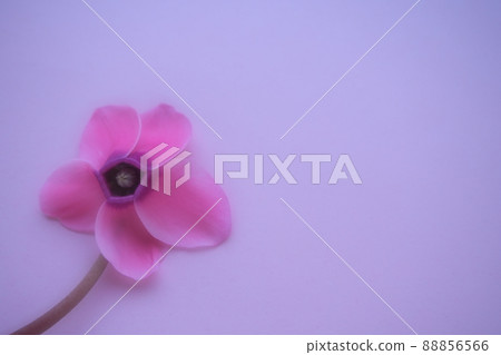 Cyclamen flower side view on pink purple background with blurred tender focus. One flower with five petals, Stem without leaves. Copy space. Foggy effect. Beautiful exquisite cyclamen flower postcard. Cyclamen flower side view on pink purple background with blurred tender focus. One flower with five petals, Stem without leaves. Copy space. Foggy effect. Beautiful exquisite cyclamen flower postcard. 88856566