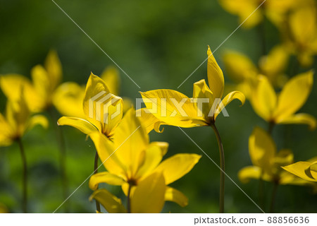 Closeup of yellow tulips in a public garden Closeup of yellow tulips in a public garden 88856636