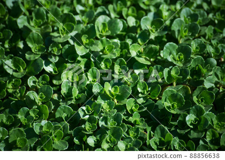 Closeup of sedum spurium plant in a meadow Closeup of sedum spurium plant in a meadow 88856638