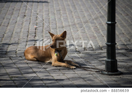 Portrait of attached dog waiting in the street in front of store Portrait of attached dog waiting in the street in front of store 88856639