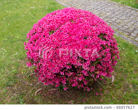 Azalea globe form pruned plant covered with bright pink flowers 88857627