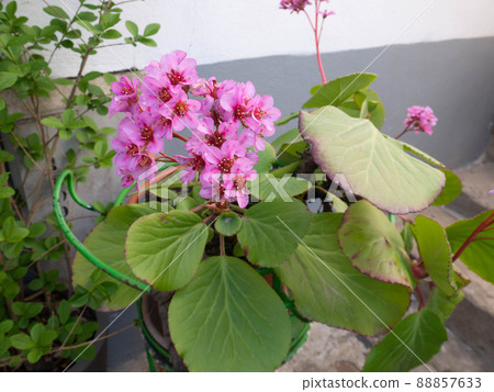 Bergenia crassifolia or elephant-eared saxifrage or badan Bergenia crassifolia or elephant-eared saxifrage or badan 88857633