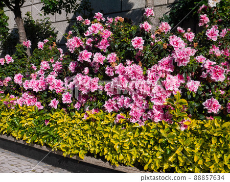 Azalea plants covered with bright double pink and white flowers 88857634