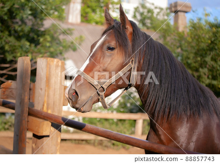 Beautiful horse abaft fence. Thoroughbred beautiful stallion. Portrait . Close up of the head horse 88857743