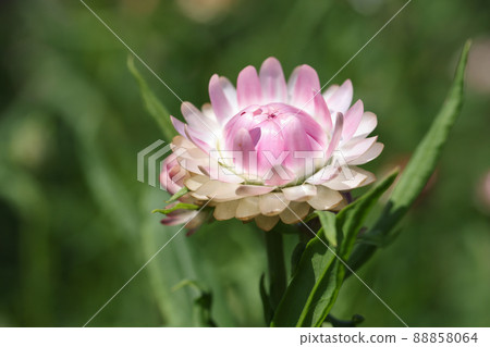 Pink beautiful helichrysum in garden closeup. Summer flower Pink beautiful helichrysum in garden closeup. Summer flower 88858064