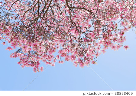 Purple magnolia on a blue sky background 88858409