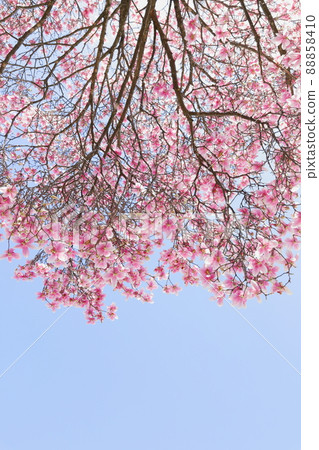 Purple magnolia on a blue sky background 88858410