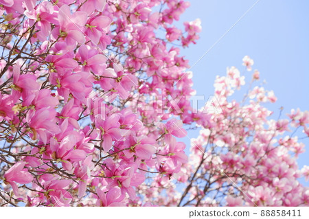 Purple magnolia on a blue sky background Purple magnolia on a blue sky background 88858411
