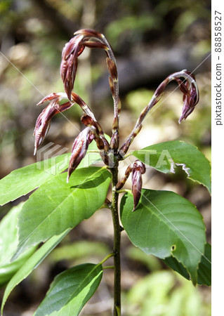 Tree sprouts 88858527