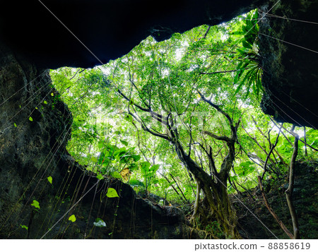 Jungle seen from the limestone cave 88858619