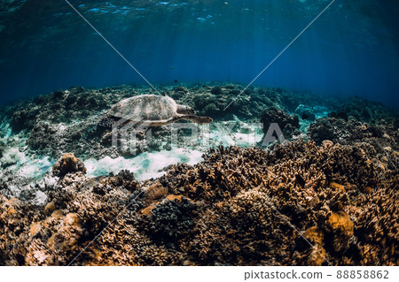 Green sea turtle swim underwater at the deep over coral reef in ocean. Green sea turtle swim underwater at the deep over coral reef in ocean. 88858862
