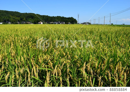 已成為金色的米葉 已成為金色的米葉 88858884