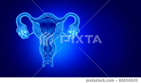 Uterus And Ovaries 88858920