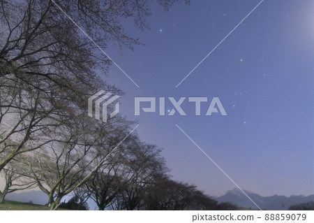 Nagasaka Town, Hokuto City, row of cherry blossom trees and winter constellations (Orion, Taurus, Winter Triangle) Nagasaka Town, Hokuto City, row of cherry blossom trees and winter constellations (Orion, Taurus, Winter Triangle) 88859079