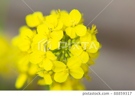 Rape blossom close-up 88859317