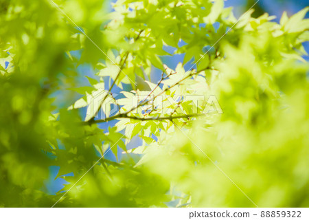 楓葉和藍天 楓葉和藍天 88859322
