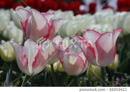 鬱金香 鬱金香 88859421