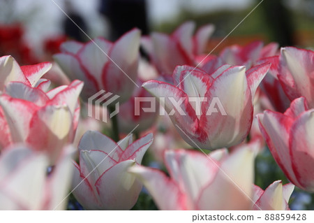 Tulip Tulip 88859428