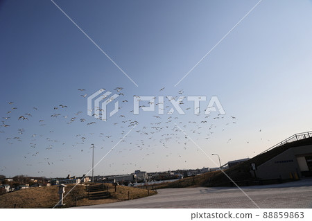 Spring Kabushima_Black-tailed Gull Flight (Hachinohe City, Aomori Prefecture) Spring Kabushima_Black-tailed Gull Flight (Hachinohe City, Aomori Prefecture) 88859863