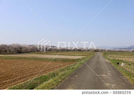Spring view of the Sasawara River Senbonzakura from the ridge of the field 88860259