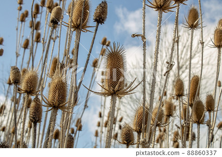 Dipsacus fullonum after winter in spring Dipsacus fullonum after winter in spring 88860337