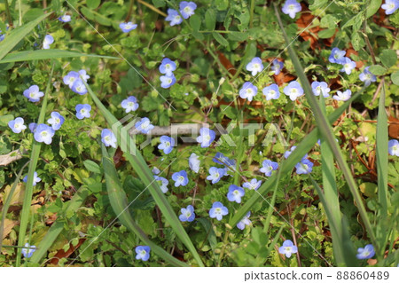 Landscape of Persian speedwell, which is a flower of light blue petals 88860489