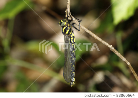 Epiophlebia 在出現後立即出現 88860664