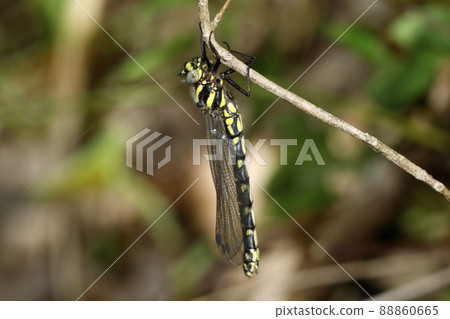 Epiophlebia 在出現後立即出現 Epiophlebia 在出現後立即出現 88860665