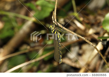 Epiophlebia 在出現後立即出現 Epiophlebia 在出現後立即出現 88860666