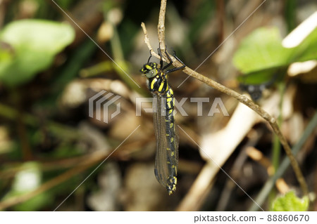 Epiophlebia 在出現後立即出現 Epiophlebia 在出現後立即出現 88860670