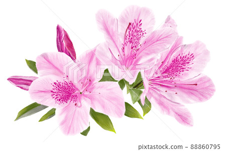Azalea drawn super-realistically (only flowers, no background) 88860795