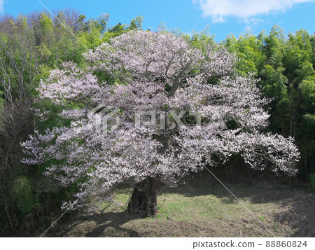 One cherry tree-Big cherry tree in Minami Narita (2020) One cherry tree-Big cherry tree in Minami Narita (2020) 88860824