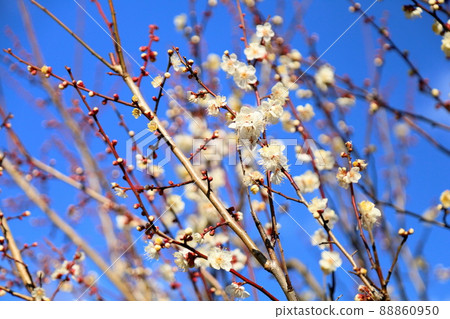 梅花蝴蝶 88860950