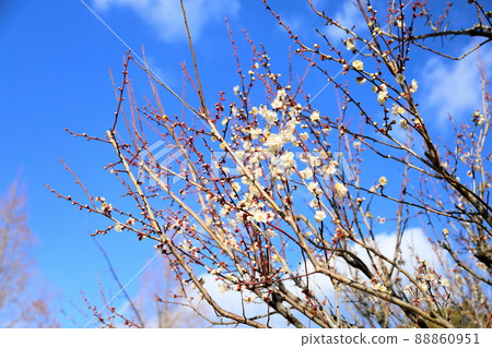 梅花蝴蝶 88860951