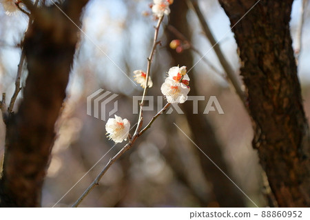 梅花蝴蝶 梅花蝴蝶 88860952