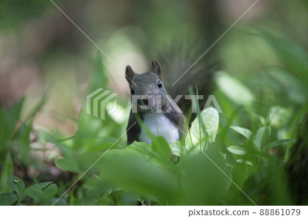Ezorisu 88861079