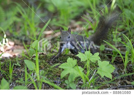 Ezorisu Ezorisu 88861080