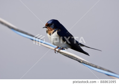 燕子(清晨) 燕子(清晨) 88861095