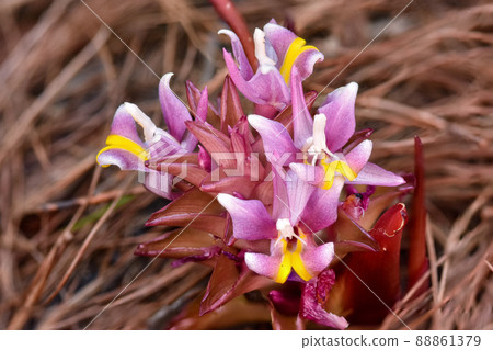 Close-up  blooming Suthep Siamese flowers or krachiao suthep in Doi Suthep-Pui National Park, Thailand. 88861379