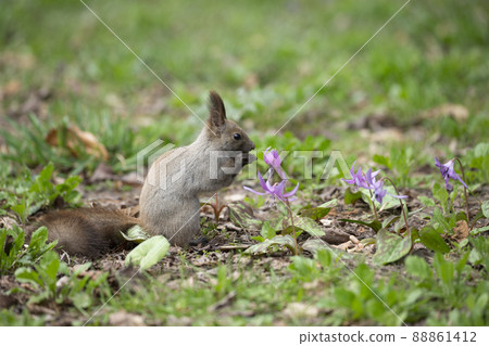 Ezorisu 88861412