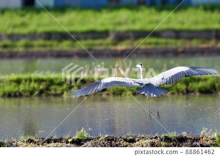 Gray heron heron / Japan 88861462