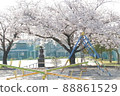 Park scenery with beautiful cherry blossoms 88861529